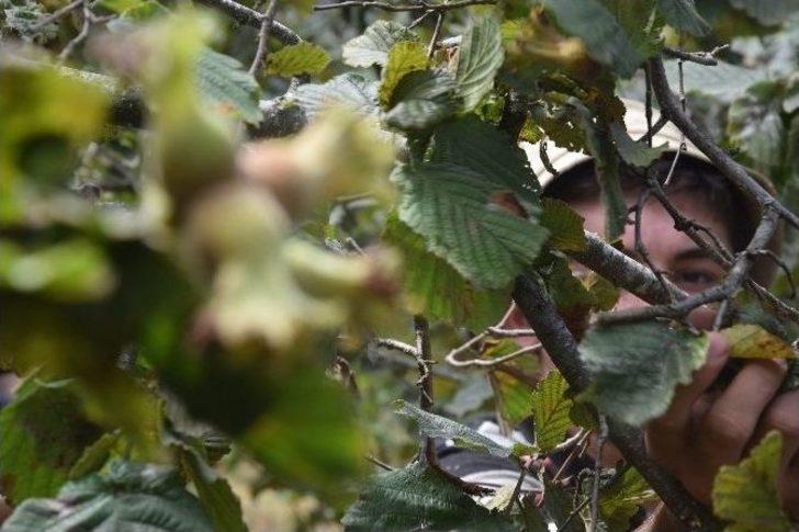 Giresun’da Fındık Hasadı Başladı G4