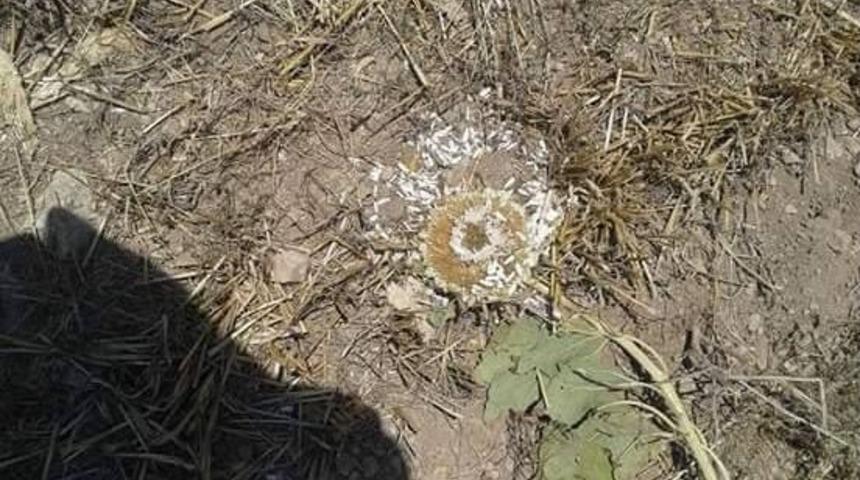 Bilecik&rsquo;te Yaban Domuzları Ay&ccedil;i&ccedil;eği Tarlalarına Zarar Verdi