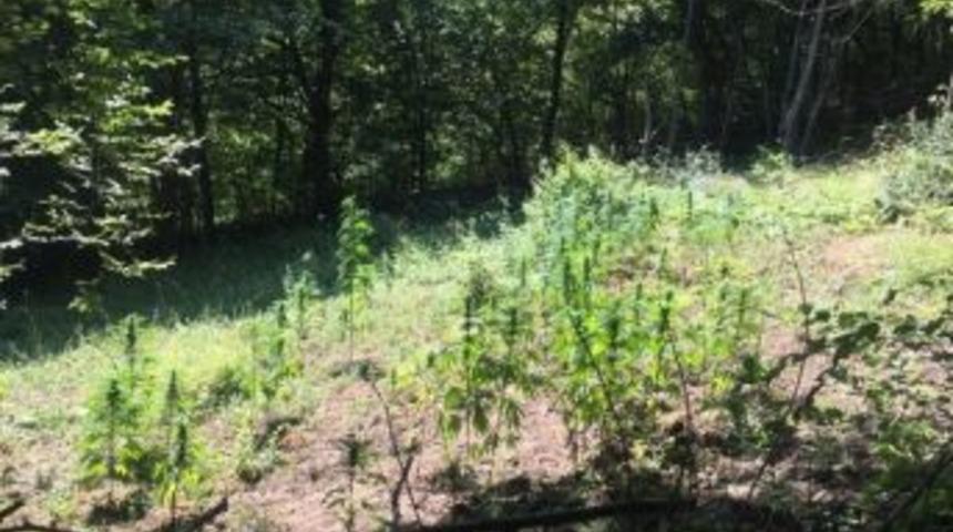 Devrek&rsquo;te Jandarma Ekipleri 100 K&ouml;k Hint Keneviri Ele Ge&ccedil;irdi