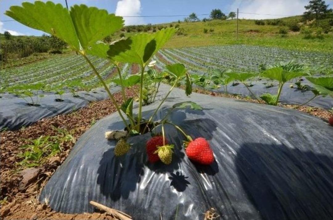 B&uuml;y&uuml;kşehir&rsquo;den &Ccedil;ift&ccedil;ilere &Uuml;cretsiz &Uuml;retim Tesisi