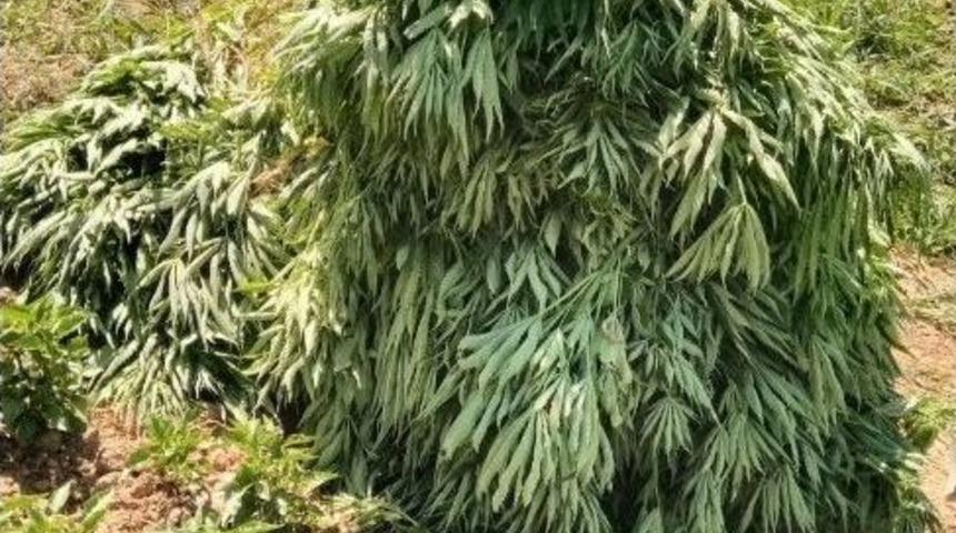 Adıyaman’da Bin 125 Kök Kenevir Bitkisi Ele Geçirdi