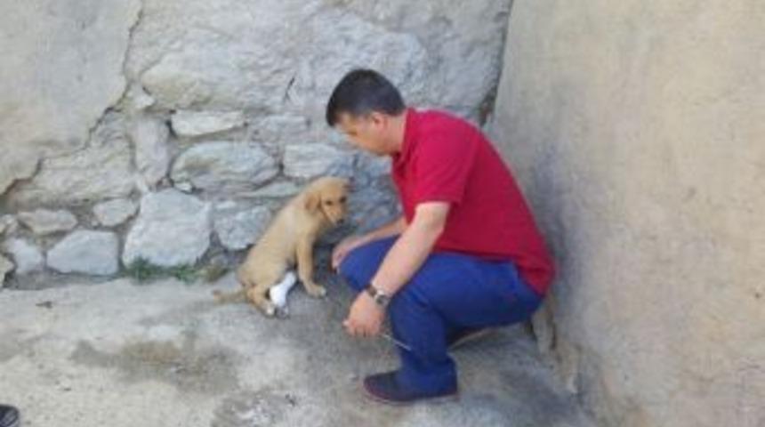 Aracın &Ccedil;arptığı K&ouml;pek Tedavi Edildi