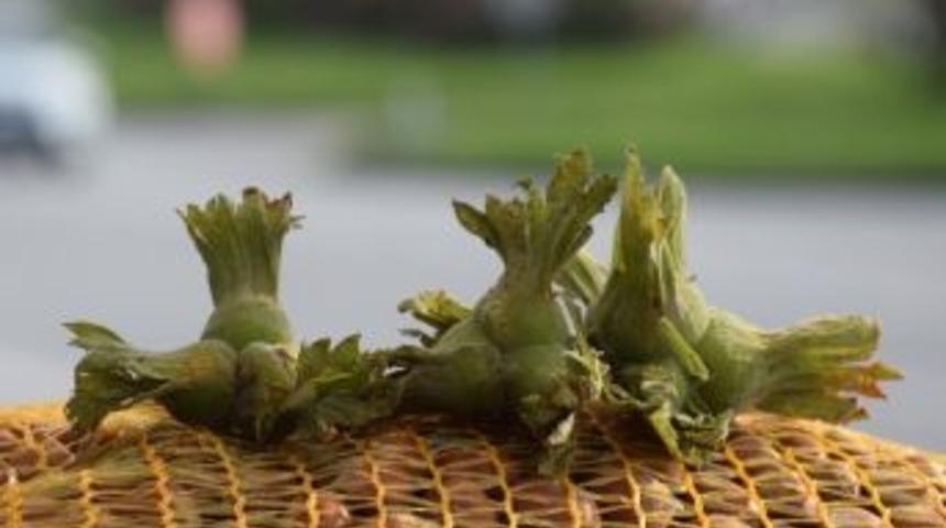 Fındık İhracatı 234,9 Bin Tona Ulaştı