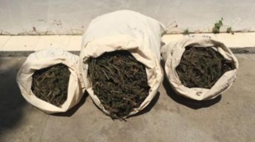 Nar Bah&ccedil;esinde Uyuşturucu Ele Ge&ccedil;irildi