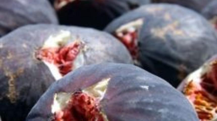 Bursa Valiliği, Ethephon&rsquo;a Savaş A&ccedil;tı