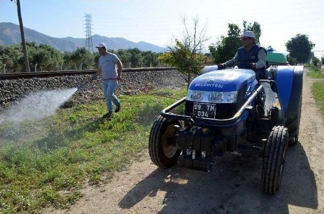 Germencik Belediyesi Haşerelerle Mücadelede Hız Kesmiyor