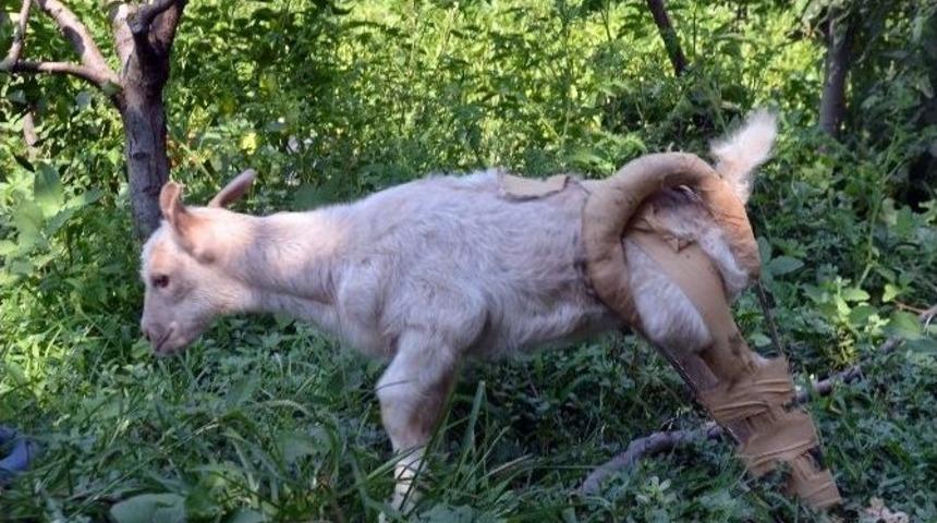 (&ouml;zel Haber) Yaralı Oğlağı &Ccedil;ocuklar Kurtardı