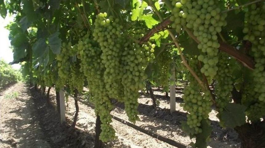 Sultani Yaş &Uuml;z&uuml;m İhracat Yolcusu