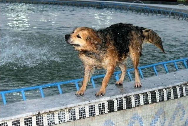 Köpeklerin Havuz Keyfi