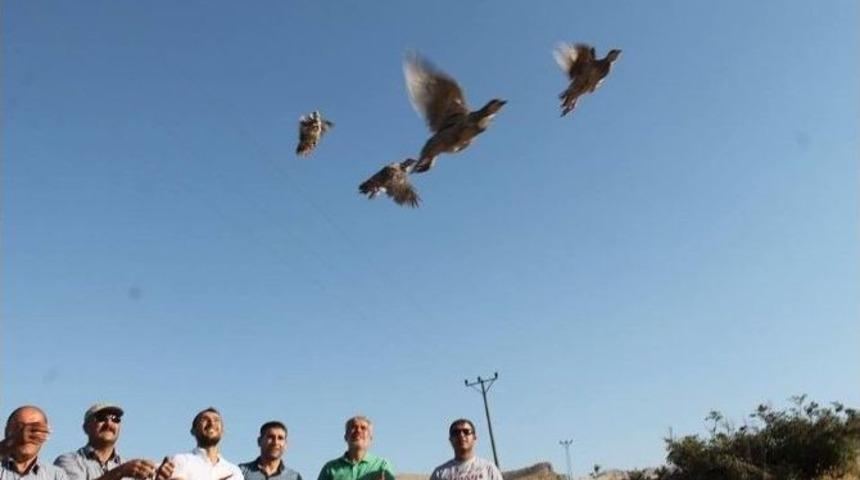 250 Keklik Doğaya Bırakıldı