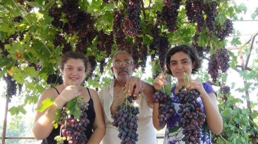 Salkımı 5 Kilo Gelen 1 Ton &Uuml;z&uuml;m&uuml; Bedava Dağıtıyor