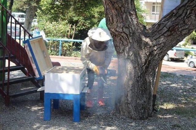 Protokol Arılar Yeni Yuvalarına Taşındı