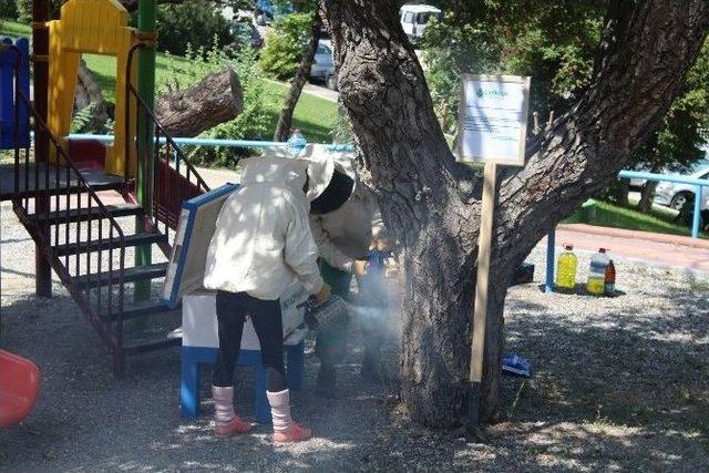 Protokol Arılar Yeni Yuvalarına Taşındı