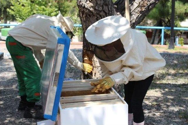 Protokol Arılar Yeni Yuvalarına Taşındı