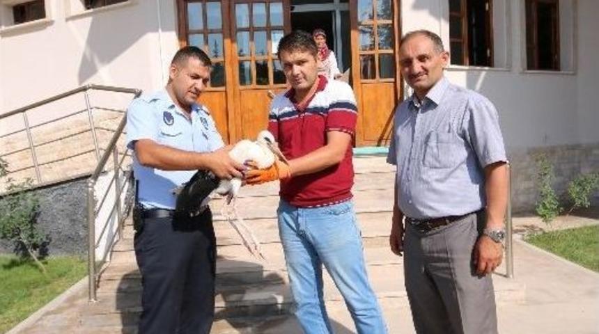 Yaralı Yavru Leyleğe Zabıta Sahip &Ccedil;ıktı