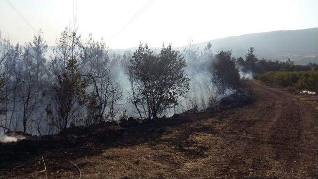 Osmaneli’nin Avdan Köyünde Çıkan Orman Yangını Kontrol Altına Alındı