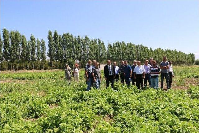 Ergan Fasulyesinde Çalışmalar Sürüyor