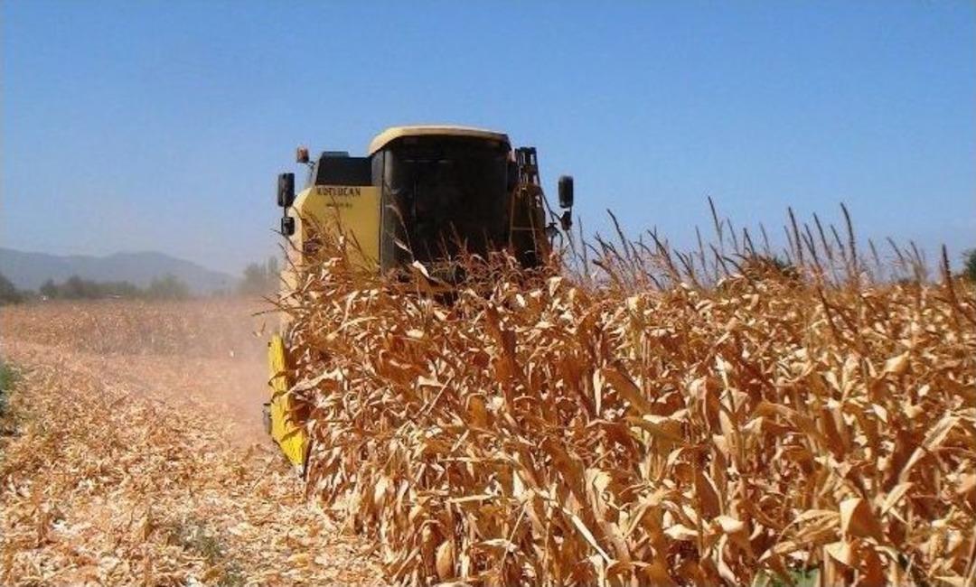 &Ccedil;ukurova&rsquo;da Mısır Hasadı Başladı