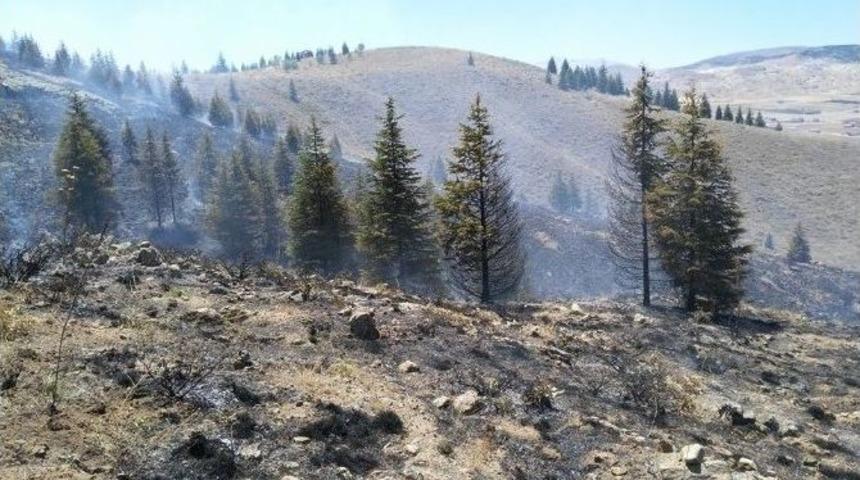 Ulukışla&rsquo;da 15 D&ouml;n&uuml;m Ormanlık Alanı Yandı