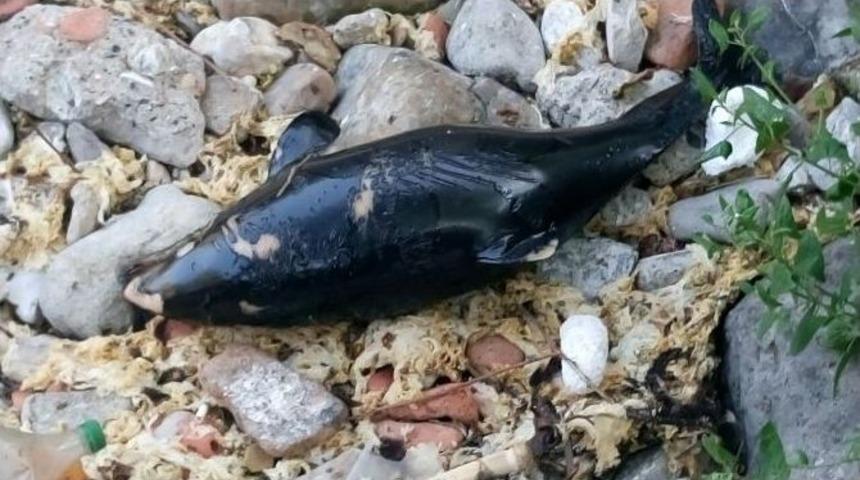 Bartın&rsquo;da &Ouml;l&uuml; Yunus Kıyıya Vurdu