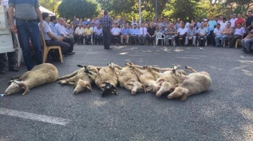 Ko&ccedil;arlı&rsquo;da 7 Kurban Birden Kesildi