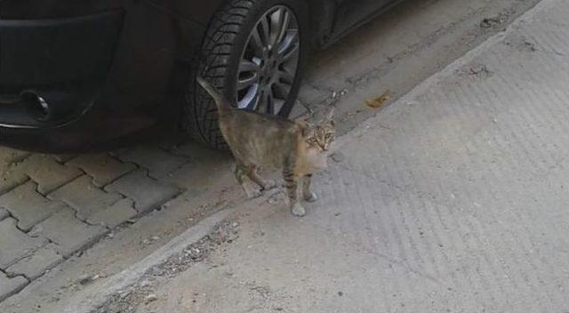 Otomobilde Mahsur Kalan Kediyi İtfaiye Kurtardı