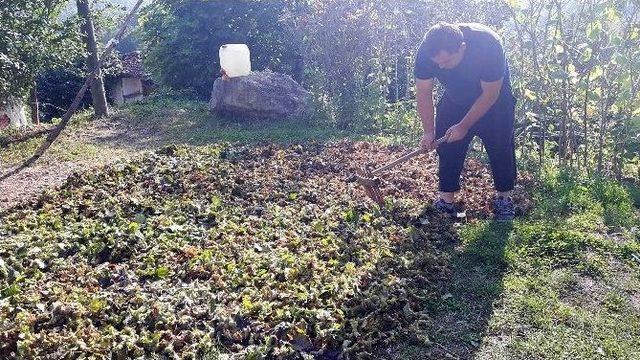 Fatsa Ziraat Odası Başkanı’ndan ‘rekolte’ Değerlendirmesi