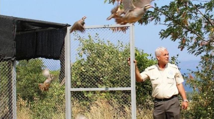 Darbe Mağduru Keklikler Doğaya Salındı