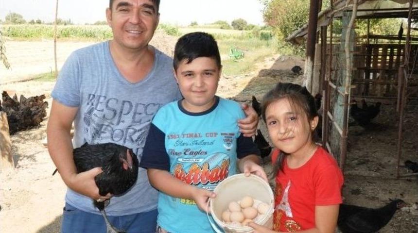 Altın Yumurtlayan Tavuk Ger&ccedil;ek Oldu