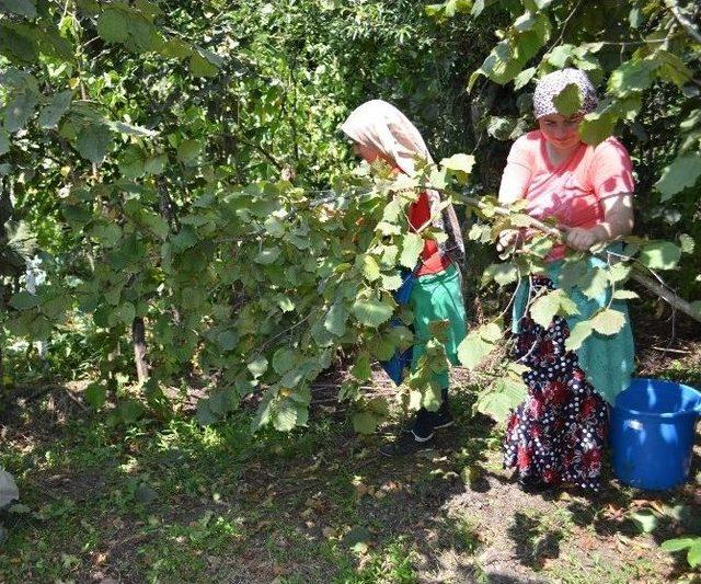 Fındık Hasadı Umutlu Başladı