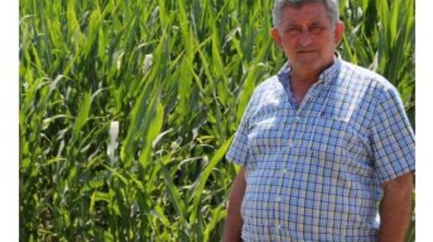 Şekerlik Mısır Ekimi Artıyor