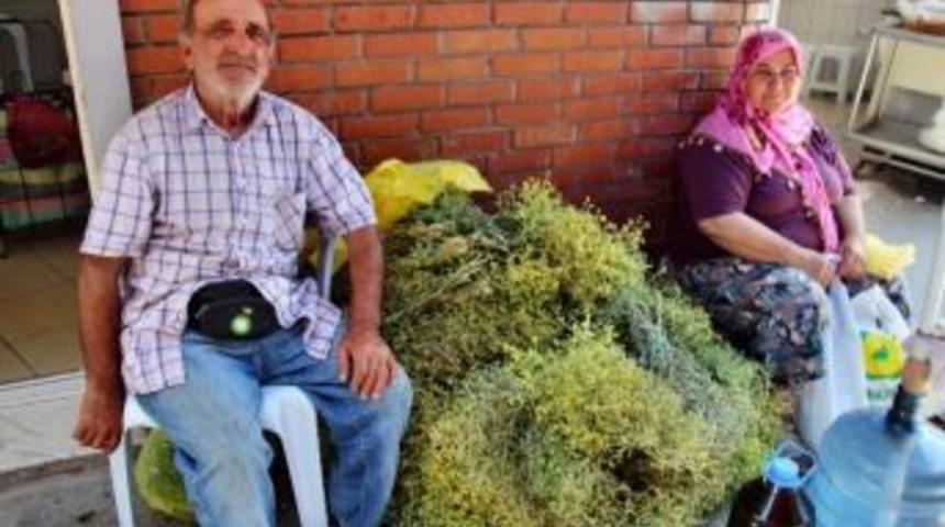 Söke’de Şifalı Tarhana Otu Pazarda İlgi Görüyor