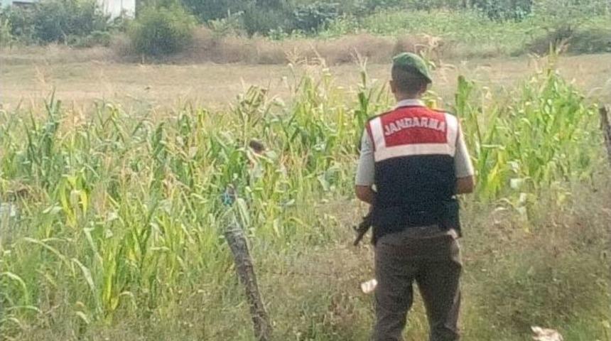 Alaçam’da 200 Kök Hint Keneviri Ele Geçirildi