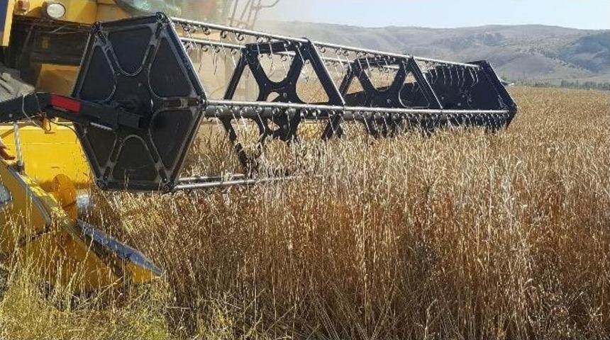 Sivas&rsquo;ta Hububatta Hasat D&ouml;nemi Başladı