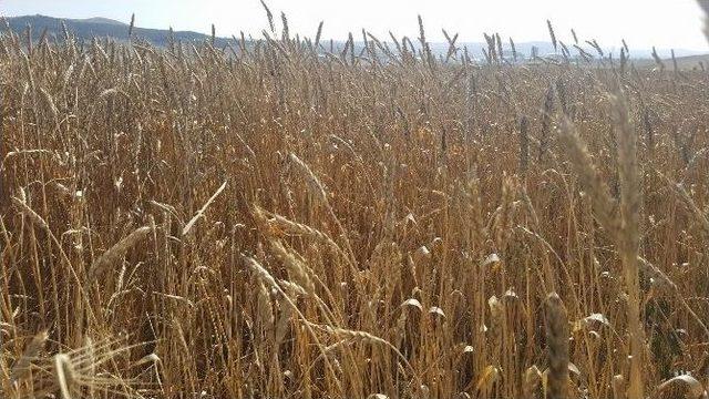 Sivas’ta Hububatta Hasat Dönemi Başladı