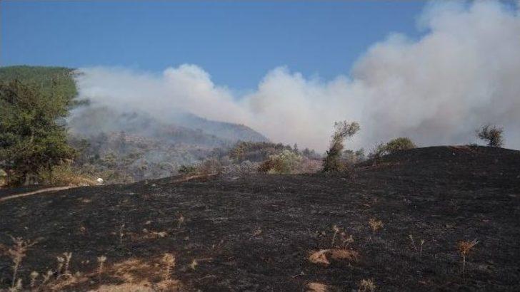 İzmir’deki Orman Yangını Devam Ediyor G4