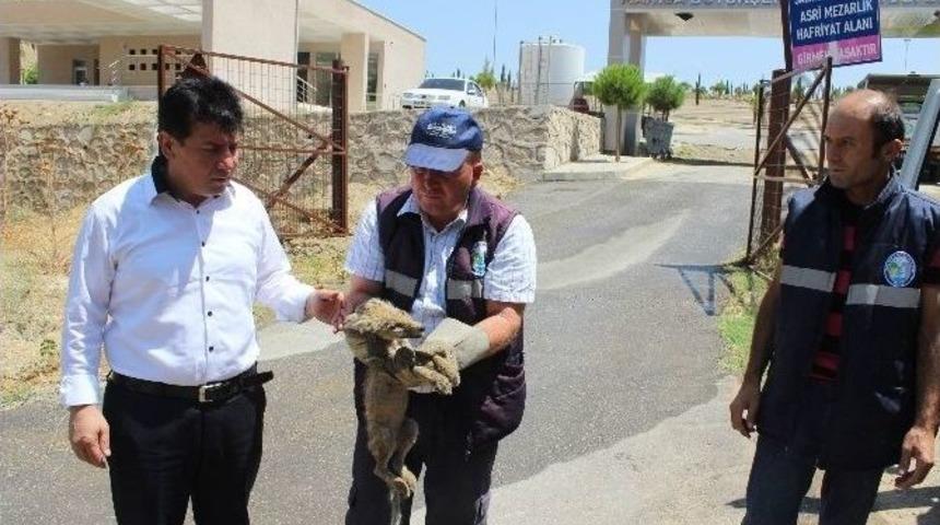 Yaralı Yavru Tilkiye Şefkat Eli