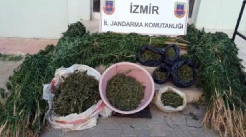 Jandarmadan Kenevir Bah&ccedil;esine Baskın