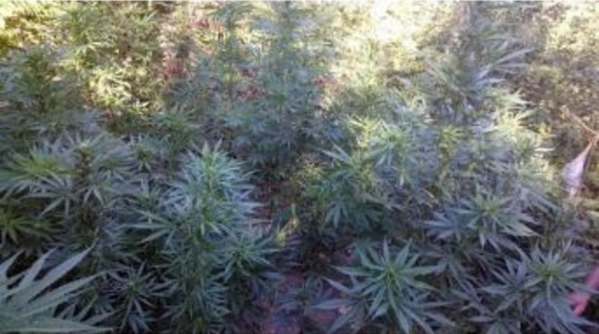 Jandarmadan Uyuşturucu Operasyonu