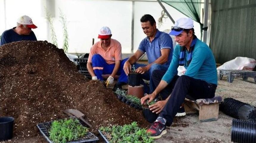 Muratpaşa&rsquo;da 2 Milyon &Ccedil;i&ccedil;ek &Uuml;retilecek