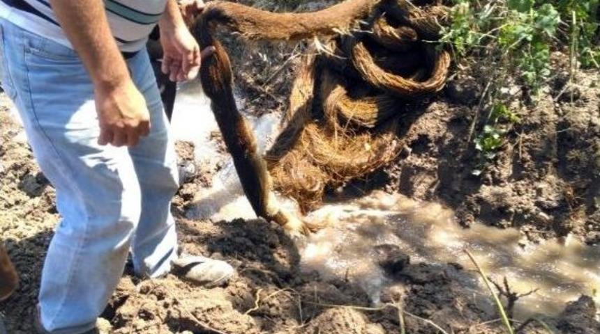 Su Borusundan 26 Metrelik Ağa&ccedil; K&ouml;k&uuml; &Ccedil;ıktı