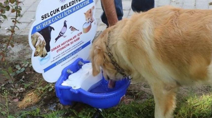 Sel&ccedil;uk&rsquo;ta Kavurucu Sıcaklarda Sokak Hayvanları Unutulmuyor