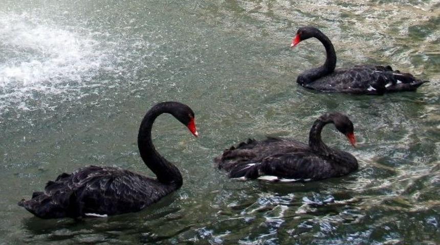 Kuğulupark&rsquo;taki Yavru Kuğular B&uuml;y&uuml;d&uuml;