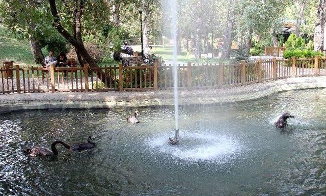 Kuğulupark’taki Yavru Kuğular Büyüdü