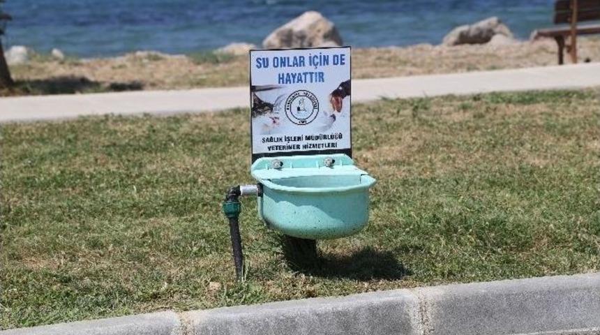 Sokak Hayvanlarının İmdadına Burhaniye Belediyesi Yetişiyor