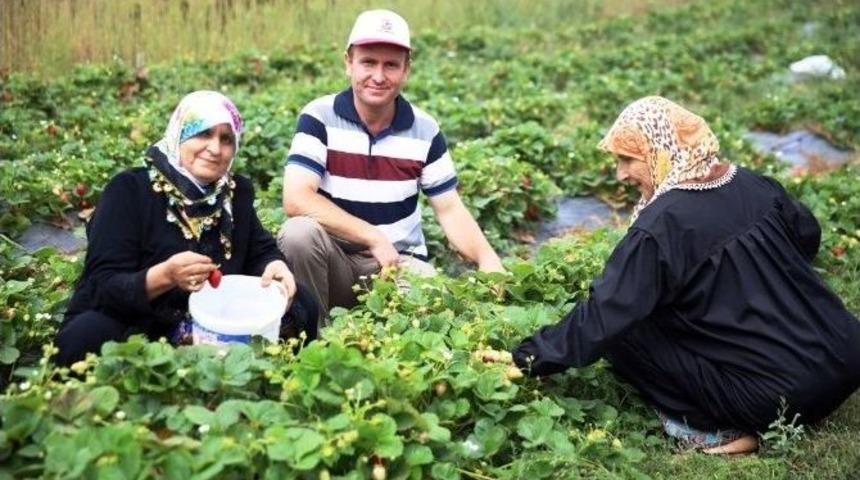 Nil&uuml;fer Organik &Ccedil;ilek Ve Enginarın Merkezi Oluyor