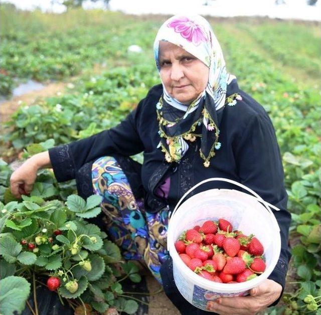 Nilüfer Organik Çilek Ve Enginarın Merkezi Oluyor