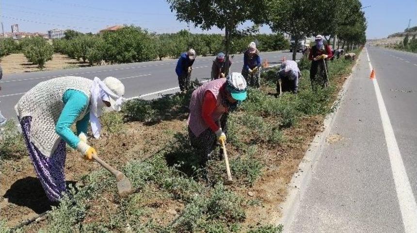 Belediyenin Yeşillendirme &Ccedil;alışmaları
