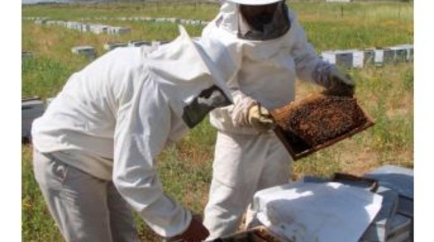 Yenişehir&rsquo;de Arıcılık Gelişiyor