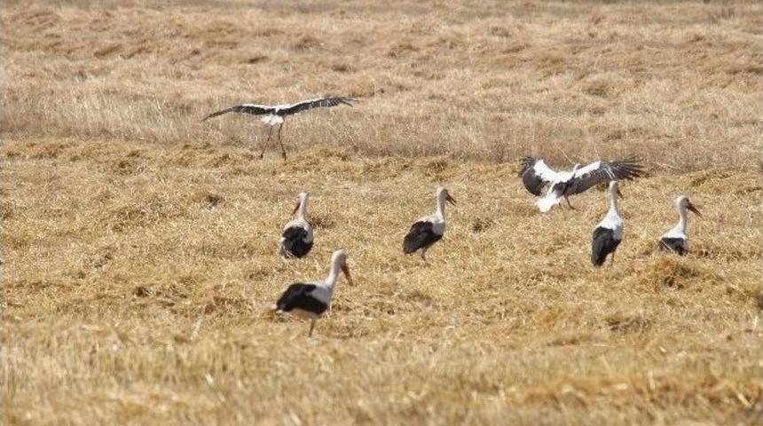 Leylekler Hububat Tarlalarında Ava &Ccedil;ıktı